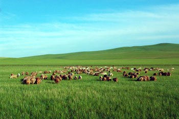 呼伦贝尔,嘉宾云集,观众热情如火